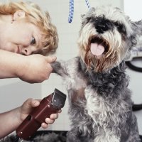 Start Your Own Home-Based Pet Grooming Business